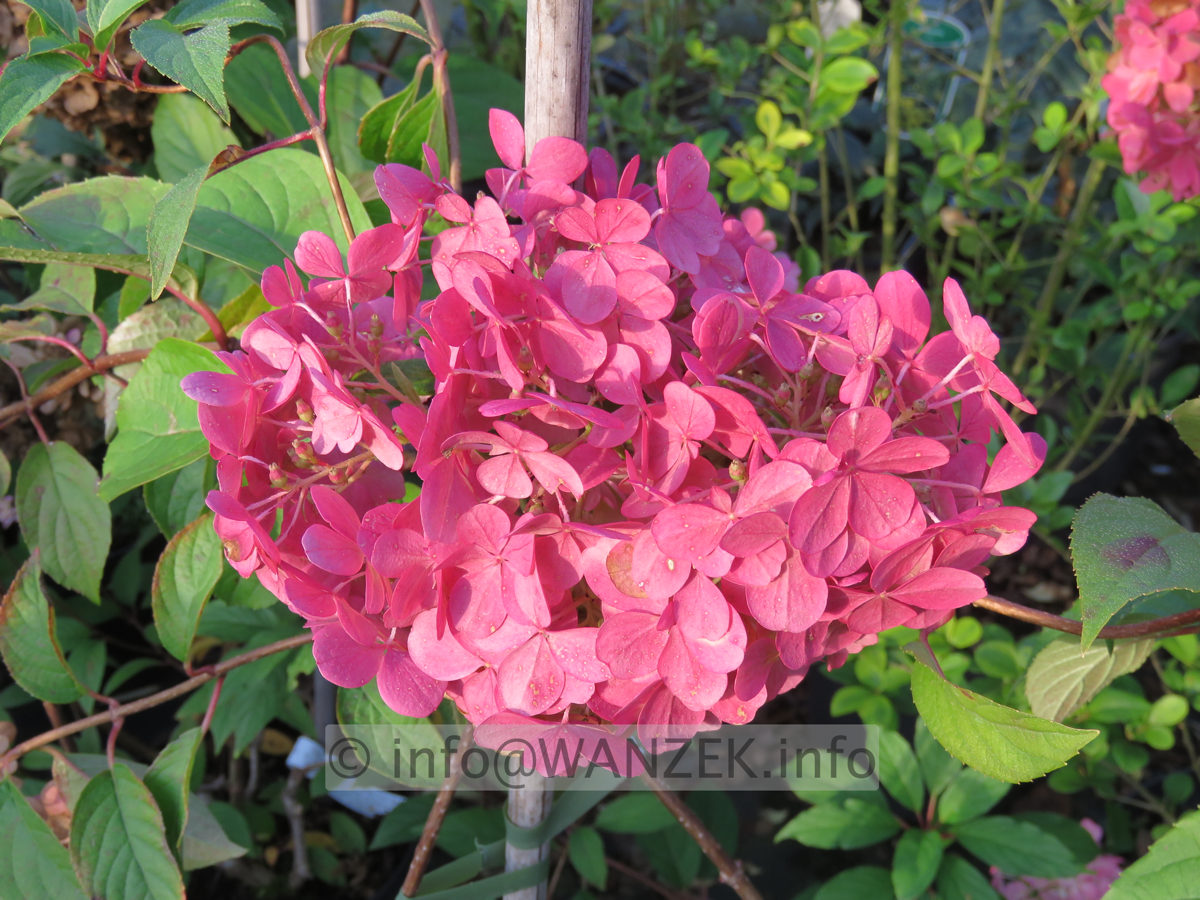 Hydrangea paniculata Vanilla Fraise 05.JPG